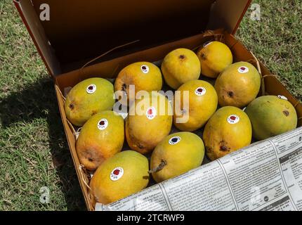 Alphanso Ratnagiri Mangos in einer Schachtel zum Verkaufen und Kaufen, Mangos Hintergrund Stockfoto