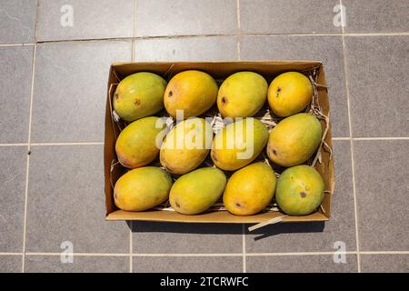 Alphanso Ratnagiri Mangos in einer Schachtel zum Verkaufen und Kaufen, Mangos Hintergrund Stockfoto