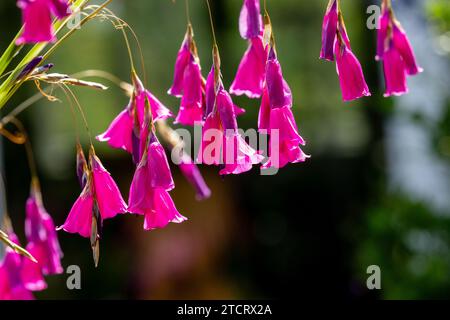 Nahaufnahme der Blütenköpfe der Engel Angelrute oder Wandflower Stockfoto