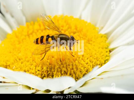 Die gebundene Hoverfly Syrphus ribesii Stockfoto