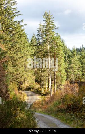 Ein Waldweg durch Pine Trees gegen Loch Ard, Trossachs, Scottish Highlands, Schottland Stockfoto