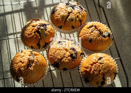 Hausgemachten Blaubeer-Muffins Stockfoto