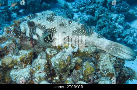 Weißflecken-Kugelfisch Arothron hispidus, Unterwasser-Foto, Tauchplatz the Canyon, Dahab, Golf von Akaba, rotes Meer, Sinai, Ägypten *** Weißfleckiger Pufferfisch Arothron hispidus, Unterwasserfoto, Tauchplatz der Canyon, Dahab, Golf von Aqaba, Rotes Meer, Sinai, Ägypten Stockfoto