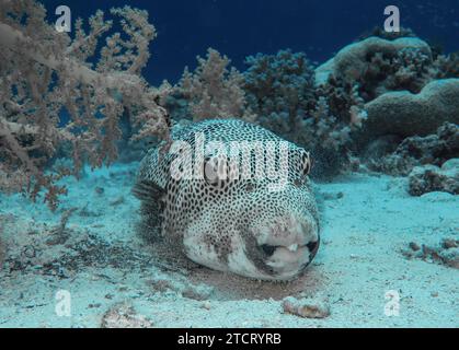 Riesenkugelfisch Arothron stellatus, Unterwasser-Foto, Tauchplatz the Canyon, Dahab, Golf von Akaba, rotes Meer, Sinai, Ägypten *** Riesenpufferfisch Arothron stellatus, Unterwasserfoto, Tauchplatz der Canyon, Dahab, Golf von Aqaba, Rotes Meer, Sinai, Ägypten Stockfoto