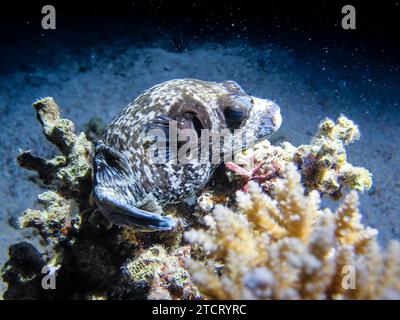 Maskenkugelfisch Arothron diadematus, Nachtfoto, Unterwasser-Foto, Tauchplatz Inmo Housereef, Dahab, Golf von Akaba, Rotes Meer, Sinai, Ägypten *** Maskenpufferfisch Arothron diadematus , Nachtfoto, Unterwasserfoto, Tauchplatz Inmo Housereef, Dahab, Golf von Aqaba, Rotes Meer, Sinai, Ägypten Stockfoto