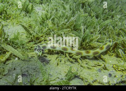 Flecken-Schlangenaal Myrichthys maculosus, Unterwasser-Foto, Tauchplatz Glasfish, Dahab, Golf von Akaba, rotes Meer, Sinai, Ägypten *** gefleckter Schlangenaal Myrichthys maculosus, Unterwasserfoto, Tauchplatz Glasfish, Dahab, Golf von Aqaba, Rotes Meer, Sinai, Ägypten Stockfoto