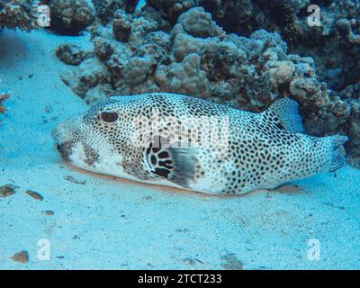 Riesenkugelfisch Arothron stellatus, Unterwasser-Foto, Tauchplatz the Canyon, Dahab, Golf von Akaba, rotes Meer, Sinai, Ägypten *** Riesenpufferfisch Arothron stellatus, Unterwasserfoto, Tauchplatz der Canyon, Dahab, Golf von Aqaba, Rotes Meer, Sinai, Ägypten Stockfoto