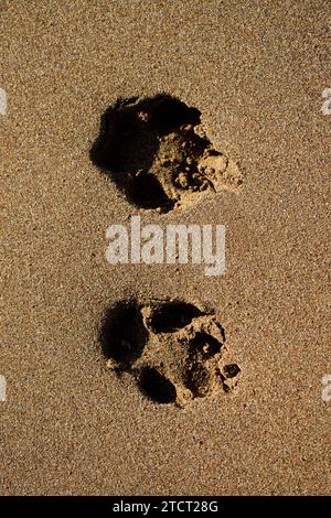 Vertikale Nahaufnahme von oben auf zwei Hundepfoten, Fußabdrücke auf goldenem Sandstrand bei natürlichem Sonnenlicht, Peloponnes Halbinsel, Griechenland, Europa Stockfoto