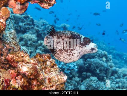 Maskenkugelfisch Arothron diadematus, Unterwasser-Foto, Tauchplatz the Canyon, Dahab, Golf von Akaba, rotes Meer, Sinai, Ägypten *** Maskenpufferfisch Arothron diadematus , Unterwasserfoto, Tauchplatz der Canyon, Dahab, Golf von Aqaba, Rotes Meer, Sinai, Ägypten Stockfoto