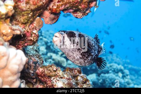 Maskenkugelfisch Arothron diadematus, Unterwasser-Foto, Tauchplatz the Canyon, Dahab, Golf von Akaba, rotes Meer, Sinai, Ägypten *** Maskenpufferfisch Arothron diadematus , Unterwasserfoto, Tauchplatz der Canyon, Dahab, Golf von Aqaba, Rotes Meer, Sinai, Ägypten Stockfoto