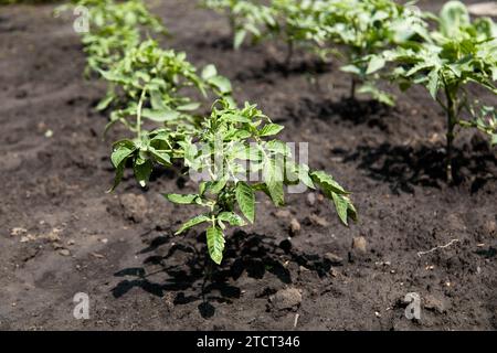 Tomatenpflanzen im Garten anbauen Stockfoto