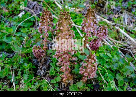 Blühende Exemplare von gewöhnlichem Butterbur, auch bekannt als Rotbutterbur, Bachbutterbur, Petasites hybridus, Lauterach, Schwäbische Alb, Deutschland. Stockfoto