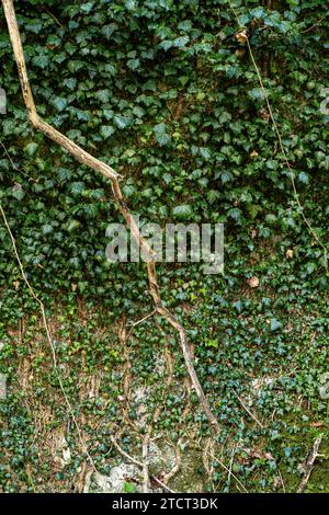 Ivy klettert wild auf einen Baum, natürlicher Hintergrund. Stockfoto