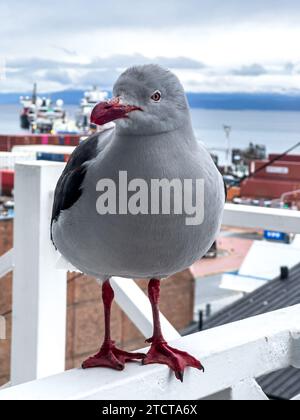 Nahaufnahme der Delfinmöwe im Hafen von Ushuaia, Feuerland, Patagonien, Argentinien Stockfoto