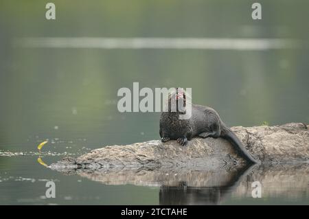 Der nordamerikanische Fluss Potter isst einen Fisch auf einem Felsen Stockfoto