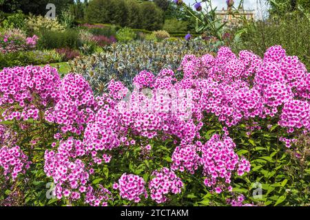 Große rosafarbene Phloxpflanzen in voller Blüte in einem großen krautigen Rand gegen blaue Eryngien. Stockfoto