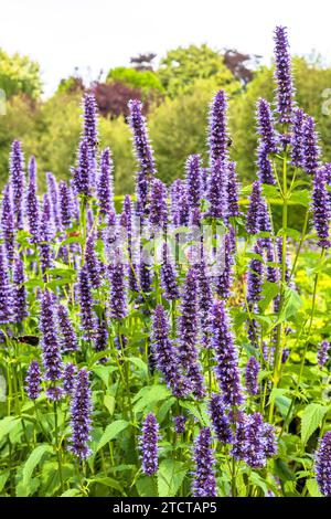 Agastache „Blue Fortune“ mexikanischer Riesenhyssop blühende Pflanzen in einem Garten. Stockfoto