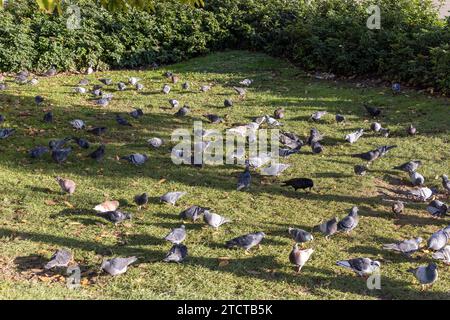 Eine Gruppe von vielen verwilderten Tauben (Columba livia domestica) auf einem grünen Grasfeld mit Büschen um die Ränder Stockfoto