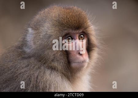 Ein junger japanischer Makaken, Macaca fuscata Stockfoto