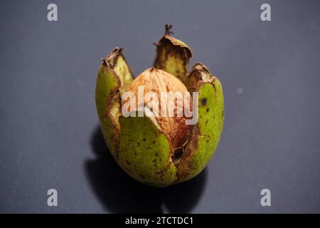 Walnuss in Scholle zu zerrissenem Perikarp, isoliert auf dunklem Hintergrund. Stockfoto