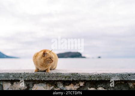 Rote Katze sitzt auf einem Steinzaun am Meer und schaut weg Stockfoto