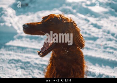 Aktive irische Setter-Hunde-Spaziergänge, Spaß im Winterpark. Hochwertige FullHD-Aufnahmen Stockfoto