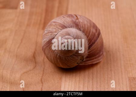 Eine schimmernde Schneckenschale, die auf einem Holztisch liegt, Nahaufnahme Stockfoto