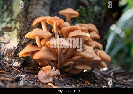 Der ringlose Honigpilz, Desarmillaria caespitosa, ist ein schöner Pilz, aber auch ein tödlicher Erreger, der den Baum infiziert, auf dem er wächst. Stockfoto