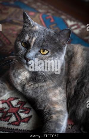 Die süße graue Hauskatze sieht neugierig auf dem Boden aus. Stockfoto