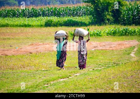 Dorffrauen tragen einen großen Haufen Gras für Vieh auf ihren Köpfen Stockfoto