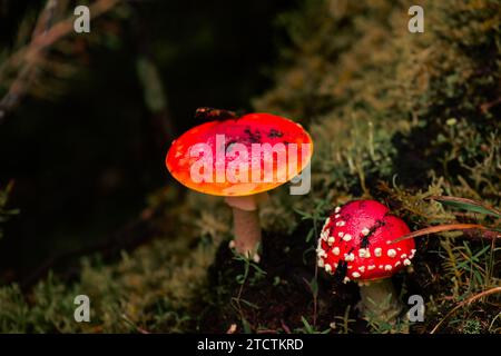 Amanita muscaria, auch bekannt als Fliegenpilz oder Fliegenamanita Stockfoto