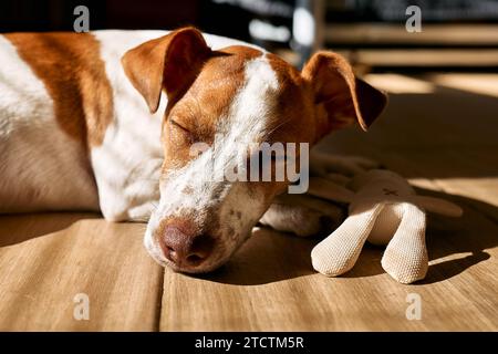 Junger Hundejäger russell Terrier schläft mit kleinem Spielzeug auf dem Parkettboden an sonnigem Tag. Stockfoto