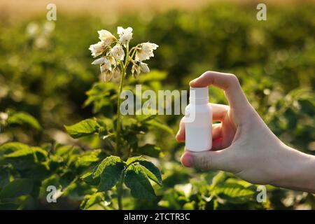 Probleme und Lösung der Gartensaison. Zugeschnittene Foto-Hand des Landwirts hält weiße Flasche mit Mock up für Gift, Pestizid Flüssigkeit von Pflanzenkrankheiten und Schädlingen auf natürlichen Kartoffelblühenden Hintergrund. Stockfoto