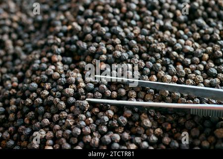 Pfefferfarm. Berühmter schwarzer Pfeffer von Kampot. Einer der besten Pfeffer der Welt. Stockfoto