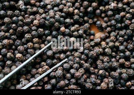 Pfefferfarm. Berühmter schwarzer Pfeffer von Kampot. Einer der besten Pfeffer der Welt. Stockfoto