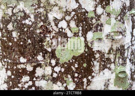 Fagus. Flechten an einer Herbstbuche. Schottland Stockfoto