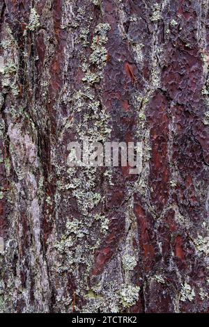 Pinus sylvestris. Schottische Kiefernrinde. Schottland Stockfoto