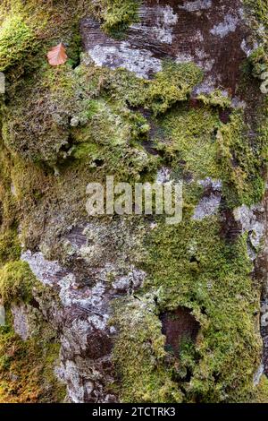 Fagus. Flechten und Moos auf einem herbstlichen Buchenstamm. Schottland Stockfoto