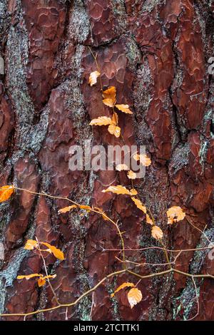 Pinus sylvestris. Schottische Kiefernrinde und kleine Buchenäste. Schottland Stockfoto