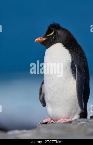 Rockhopper-Pinguine (Eudyptes chrysocome) in ihrer Kolonie an der Küste von Bleaker Island auf den Falklandinseln Stockfoto