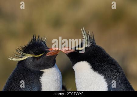 Rockhopper-Pinguine (Eudyptes chrysocome), die an der Küste von Bleaker Island auf den Falklandinseln werben Stockfoto