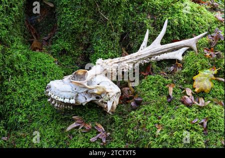 Rehhirschschädel im Wald Stockfoto