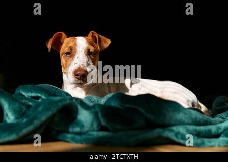 Porträt des jungen Hundejacks russell Terrier, der in die Kamera blickt und sich am sonnigen Frühlingstag auf türkisfarbenem Karo ruht. Stockfoto