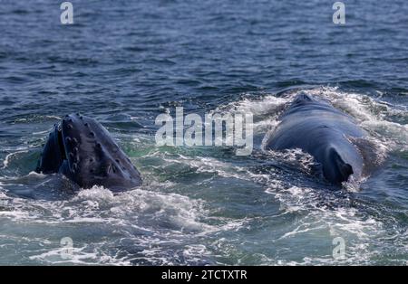 Buckelwale auftauchen Stockfoto