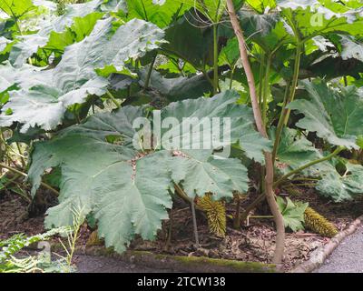 Gunnera Tinctoria, gesehen in Logan Botanic Gardens, Mull of Galloway, Schottland Stockfoto