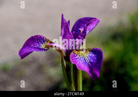 Single Tall Purple Sibirische Iris „Sparkling Rose“ Blume, die in den Borders bei RHS Bridgewater, Worsley, Salford, Greater Manchester, UK angebaut wird. Stockfoto