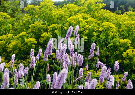 Lila/rosa Persicaria Bistorta Officinalis „Superba“ (Red Bistort) Blumen, die bei RHS Bridgewater, Worsley, Salford, Greater Manchester, England angebaut werden. Stockfoto