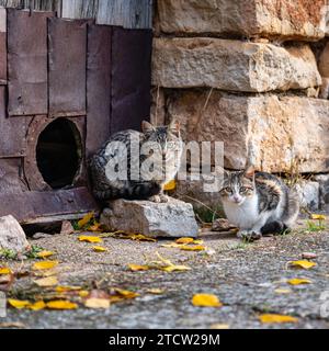 Zwei streunende kleine Kätzchen vor der Haustür ihres Hauses in einer Altstadt in Spanien. Stockfoto