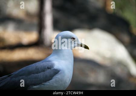 Portraitfoto einer Möwe, die auf einem Felsen in Espoo, Finnland sitzt Stockfoto