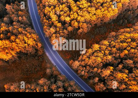 Aerial Symphony: Asphalt Road Carving Durch Den Lebendigen Wald Stockfoto